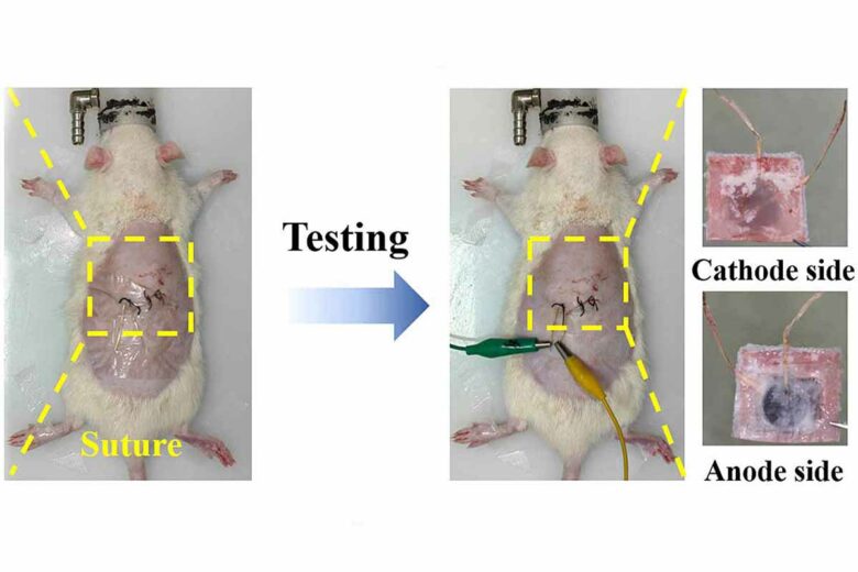 Des essais ont eu lieu en laboratoire sur des rats.