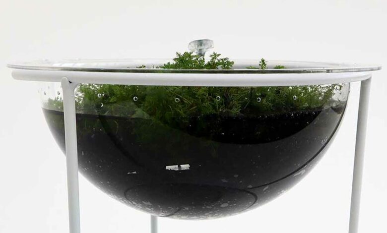 Un système de filtration par les plantes pour rendre l'eau de pluie potable.