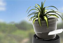 Un pot qui s'adapte en fonction des besoins de vos plantes.