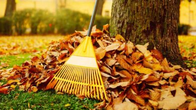 Que faire des feuilles mortes au jardin ?