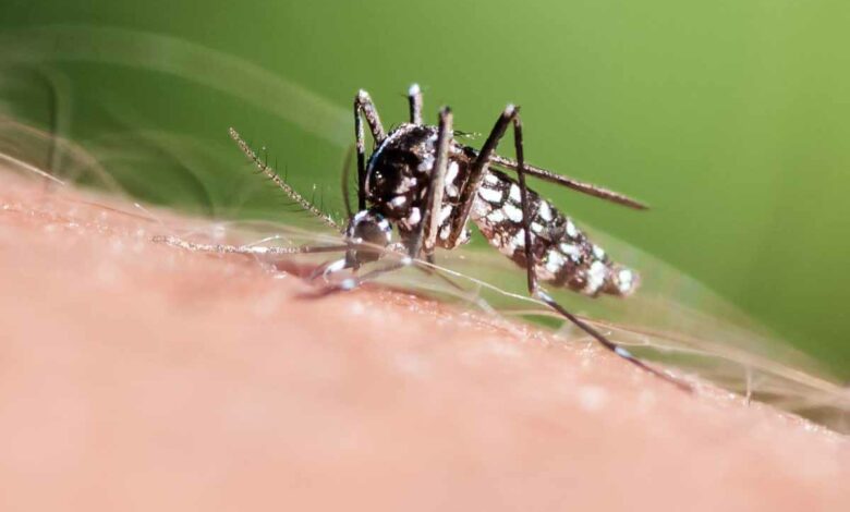 L'invasion du moustique tigre ne pourra pas être arrêtée, mais il existe des moyens pour la limiter.