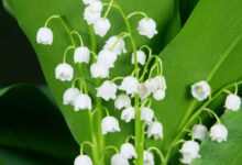 Le muguet est la fleur traditionnelle du 1ᵉʳ mai.