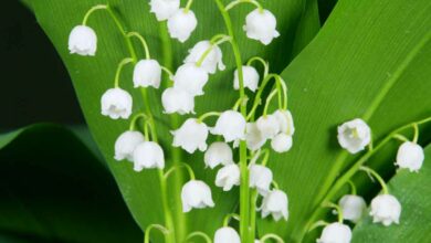 Le muguet est la fleur traditionnelle du 1ᵉʳ mai.