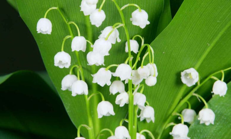 Le muguet est la fleur traditionnelle du 1ᵉʳ mai.