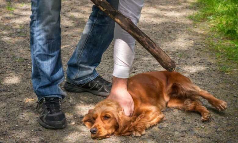Il existe de nombreux animaux maltraités, leur sort peut dépendre de vous et d'un signalement au 3677.