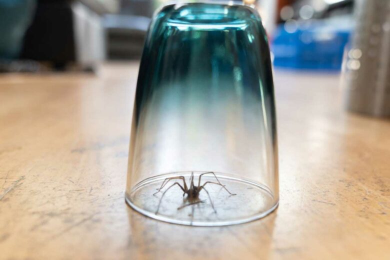 Les araignées sont utiles, il ne faut surtout pas les tuer. 