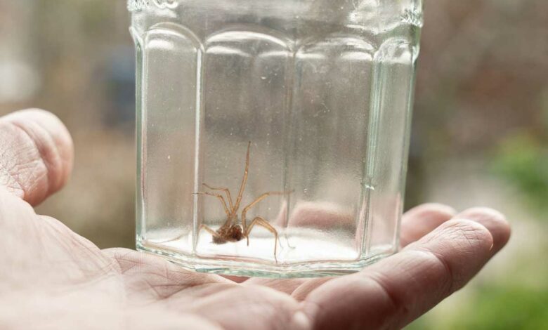 Une araignée domestique ne peut pas survivre à l'extérieur.