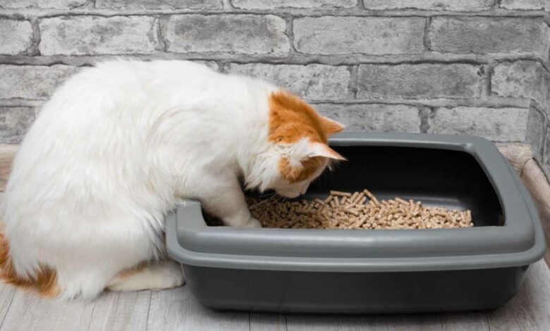 Il est possible de remplacer votre litière pour chat classique par des pellets de bois.