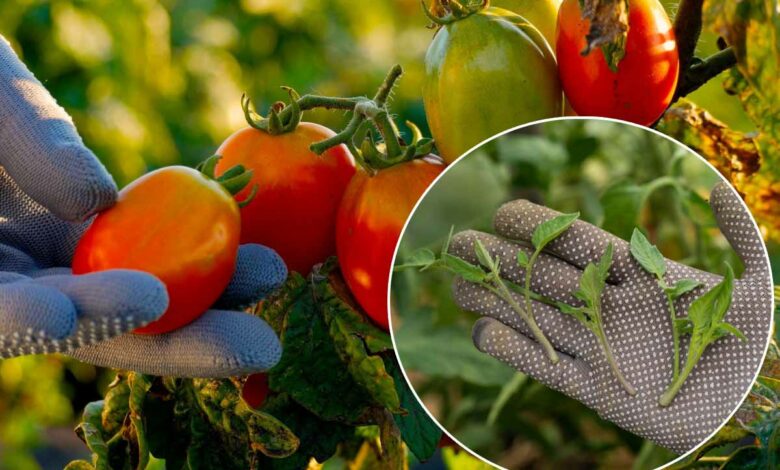 Retirer les gourmands de vos pieds de tomates pour favoriser une belle récolte.