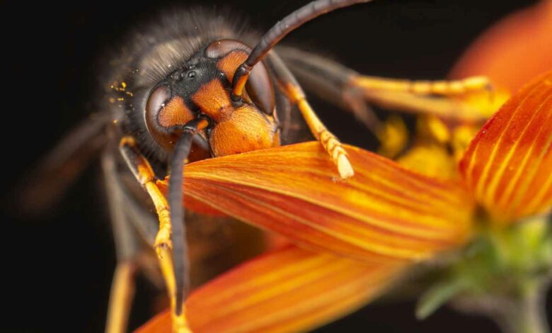 Le frelon asiatique est un redoutable tueur d'abeilles, il est classé parmi les insectes nuisibles depuis 2012.
