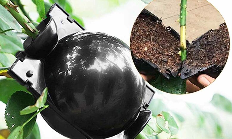 Avec la technique du marcottage, vous pouvez multiplier vos plantes.