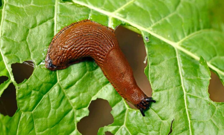 Comment lutter contre les limaces qui viennent dévorer votre potager ?