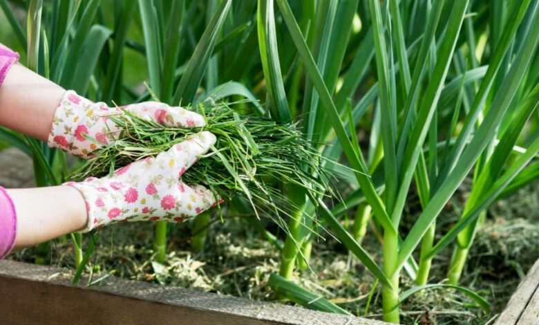 Un bon mulch doit être équilibré entre matière sèche et fraiche.