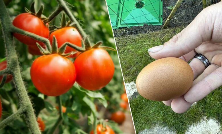 L'œuf serait un apport exceptionnel pour votre sol et pour améliorer votre production de tomates.