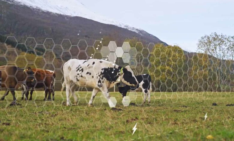 Une clôture virtuelle qui délimite la zone de pâturage pour le bétail.