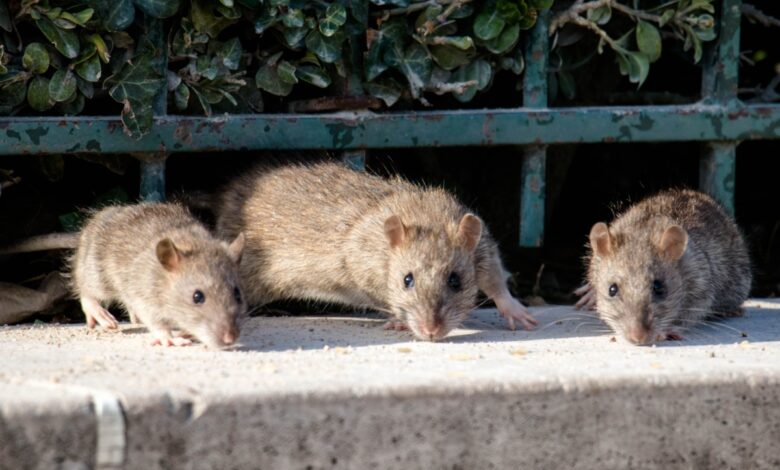 Des rats sur la place Notre Dame à Paris.