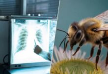 Les abeilles seraient capables de déceler un cancer des poumons.