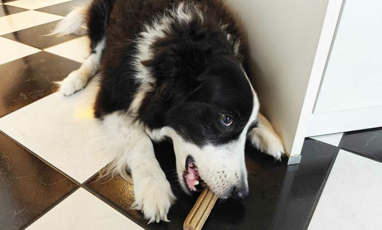 Adopter un chien implique des responsabilités tout au long de sa vie.