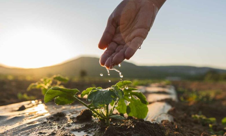 L'arrosage au goutte-à-goutte pour une irrigation des cultures raisonnée.