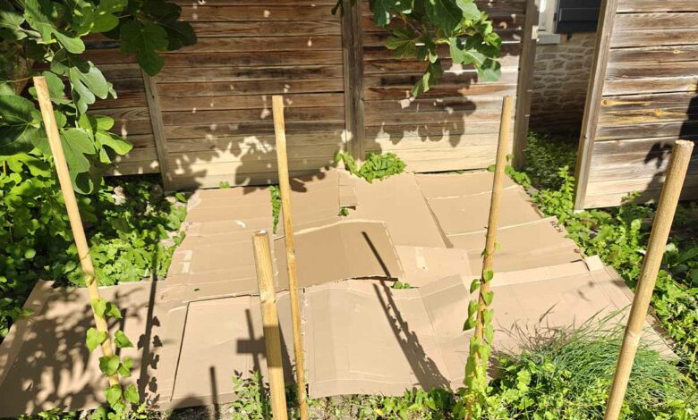 Disposer des cartons au sol dans le jardin apporte de nombreux avantages.