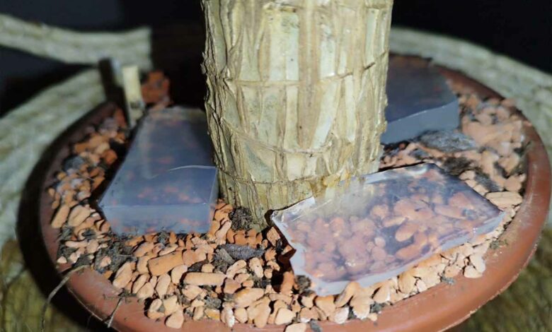 Des blocs d'eau gélifiée maison pour hydrater vos plantes lors de vos vacances.