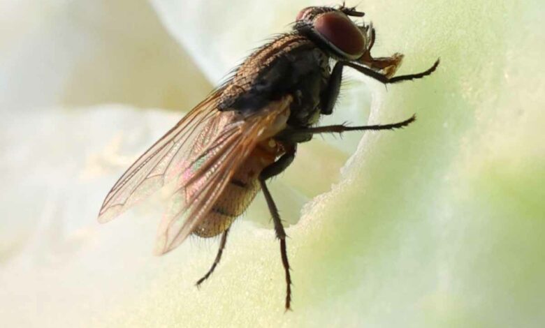 Comment se débarrasser des mouches à la maison ?