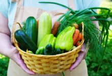 Quels légumes planter au mois de juillet ?