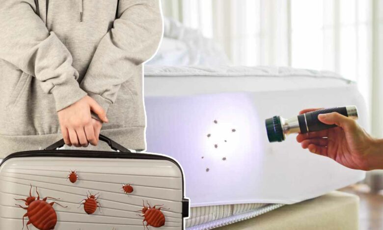 Comment éviter de vous faire infester de punaises de lit lors de vos vacances ?
