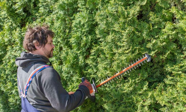 Que faire de ses branches de thuyas après élagage ?