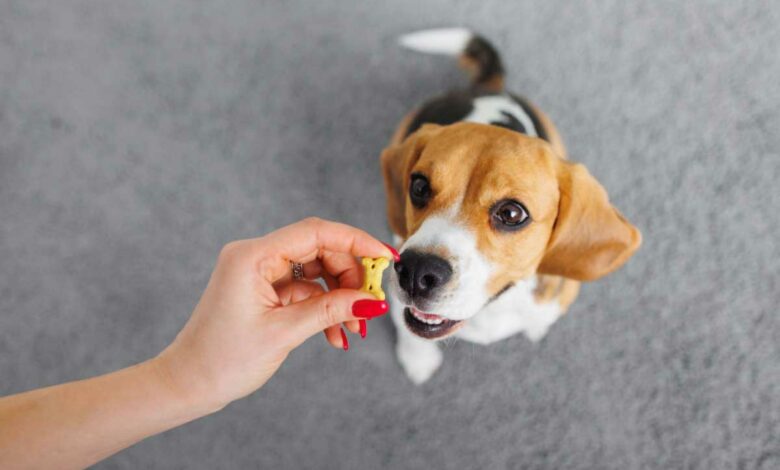 Le dressage d'un jeune chiot.