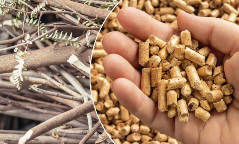Le bois d'élagage considéré comme déchet vert pour produire des pellets de bois.
