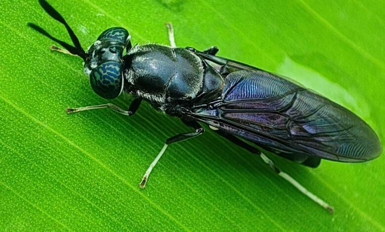 Les larves de cette mouche soldat noire pourraient servir à recycler des déchets toxiques, selon une étude.