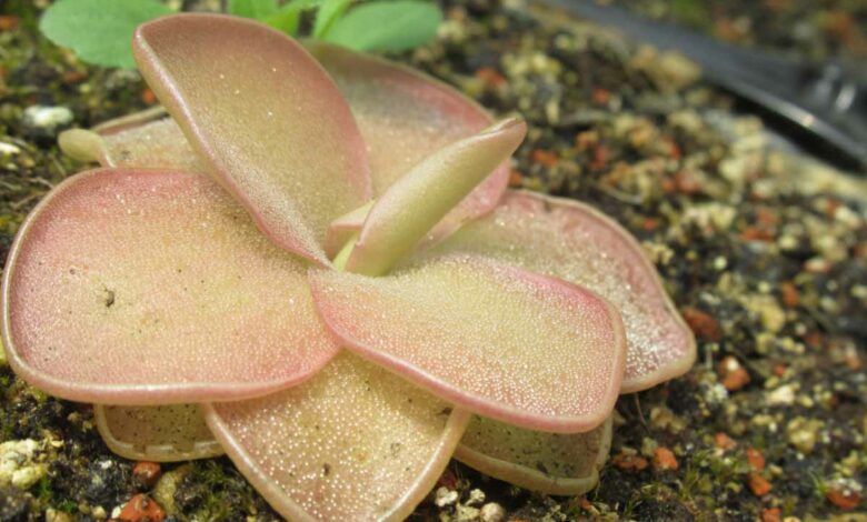 Ne vous fiez pas à ses couleurs pastel, la Pinguicula est une plante carnivore.