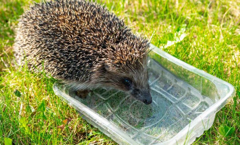 Laissez une source d'eau pour que les animaux sauvages puissent s'hydrater.