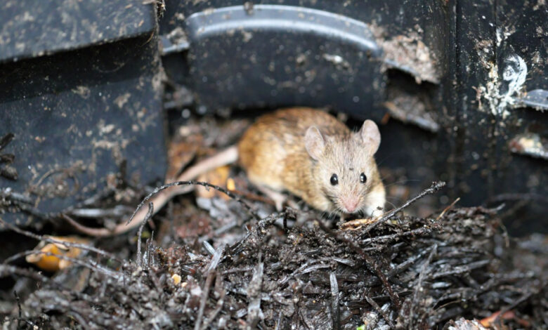 Comment se débarrasser des souris et autres petits animaux dans votre composteur ?