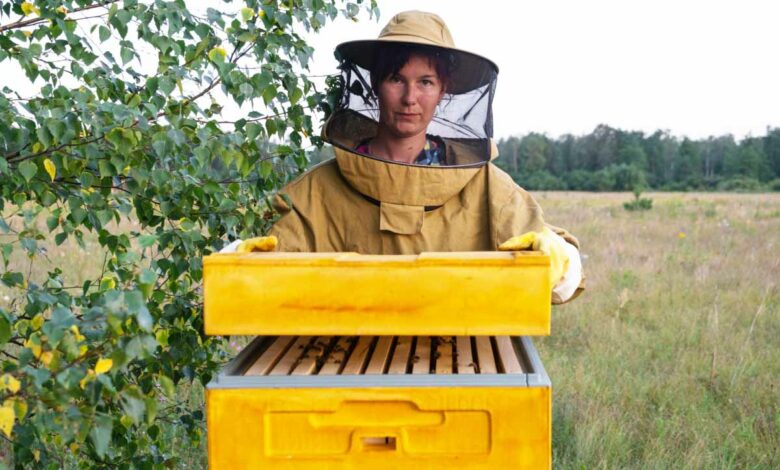 Les apiculteurs sont en alerte, car une colonie d'abeilles peut être décimée par des frelons asiatiques très rapidement.