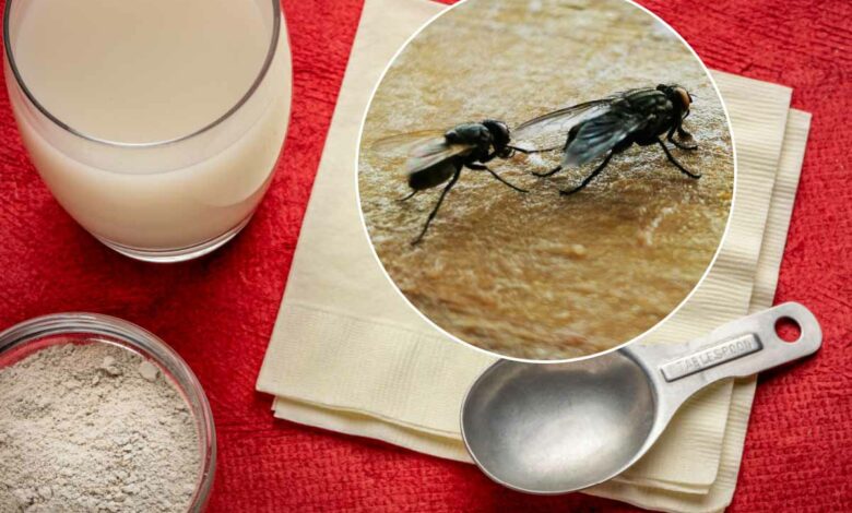 La terre de diatomée est un excellent insecticide.