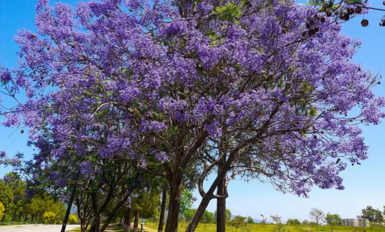 Un paulownia en fleurs.