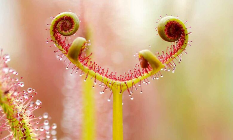 Gros plan sur une feuille de Drosera capensis qui s'enroule sur elle-même lorsqu'elle a capturé un insecte.