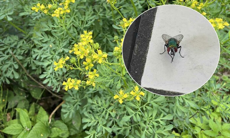 Ruta Graveolens, un répulsif naturel contre les mouches et les moustiques.