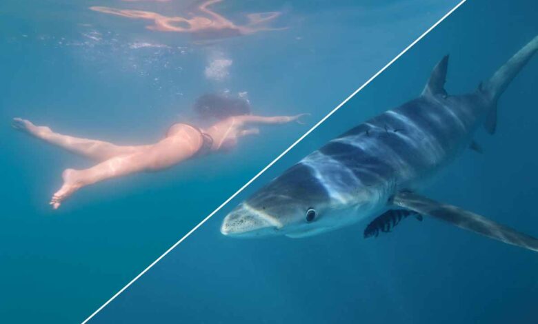 Comment réagir face à un requin ?
