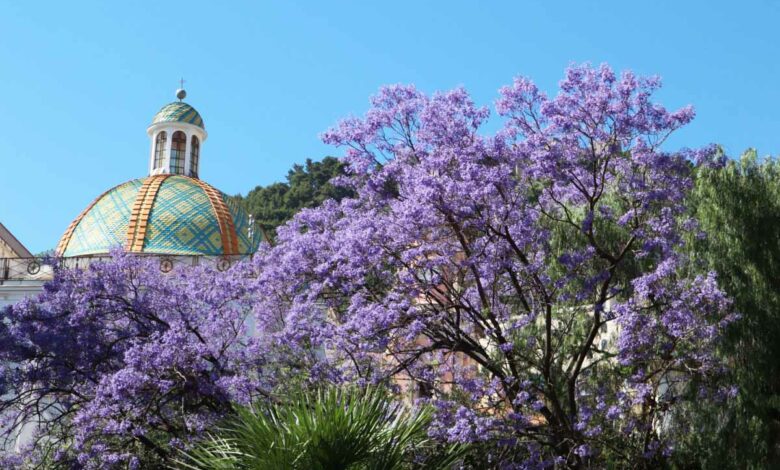 Un superbe Paulownia fleuri devant le dôme de l'église de Sainte-Marie de l'Annonce.