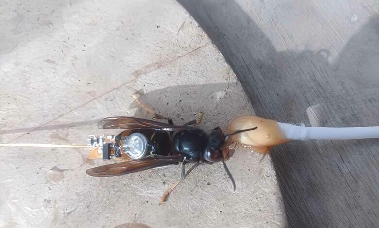 Balise posée sur un frelon asiatique afin de le pister jusqu'à son nid.