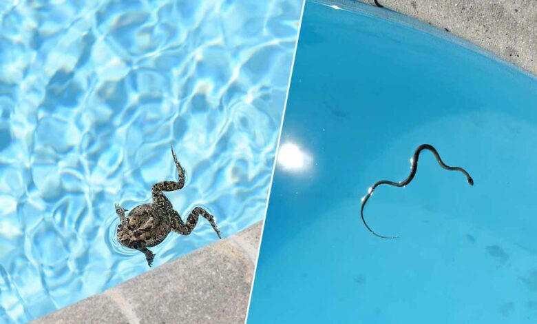 Une grenouille et un serpent voués à la noyade, sans rampe d'évasion.