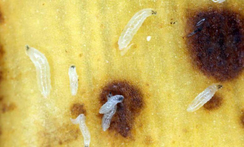 Face à la pénurie et à la résistance aux antibiotiques, des asticots pourraient servir pour cicatriser des plaies.