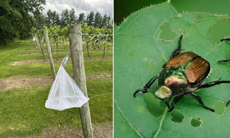 Des étudiants de l'Université du Minnesota ont inventé un piège « écologique » pour capturer et tuer les scarabées japonais.