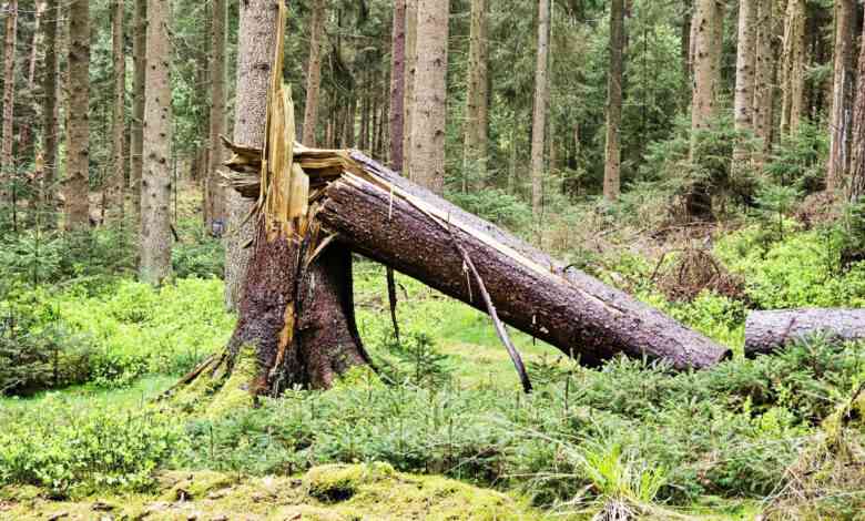 Récupérer du bois de chauffage en forêt nécessite une autorisation.
