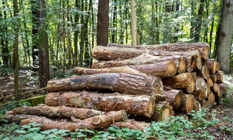 Comment trouver du bois de chauffage gratuitement ?