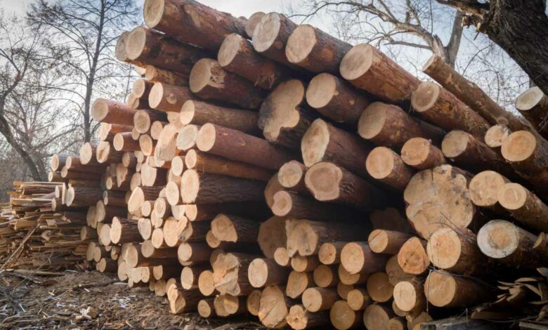 L'ONF déconseille le bois résineux comme bois de chauffage.