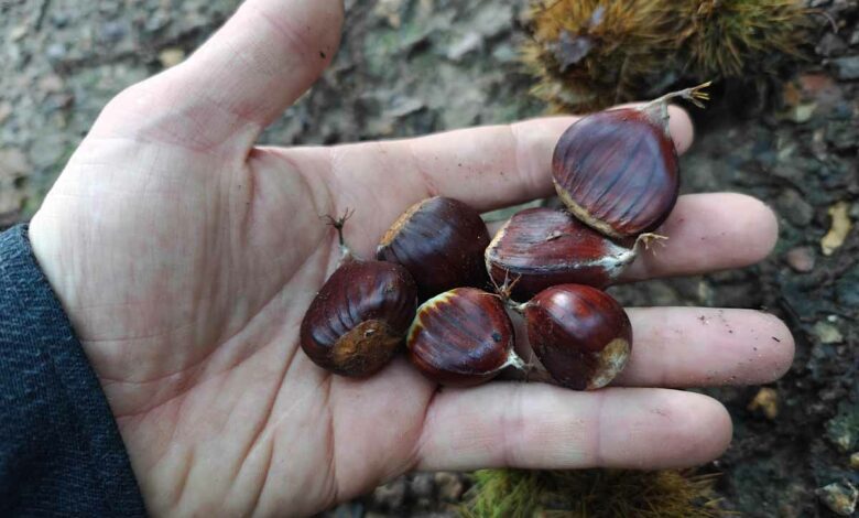 Ramassage de châtaignes lors d'une balade en forêt.